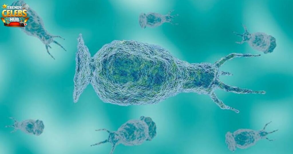 can-you-get-brain-eating-amoeba-from-swimming-pools