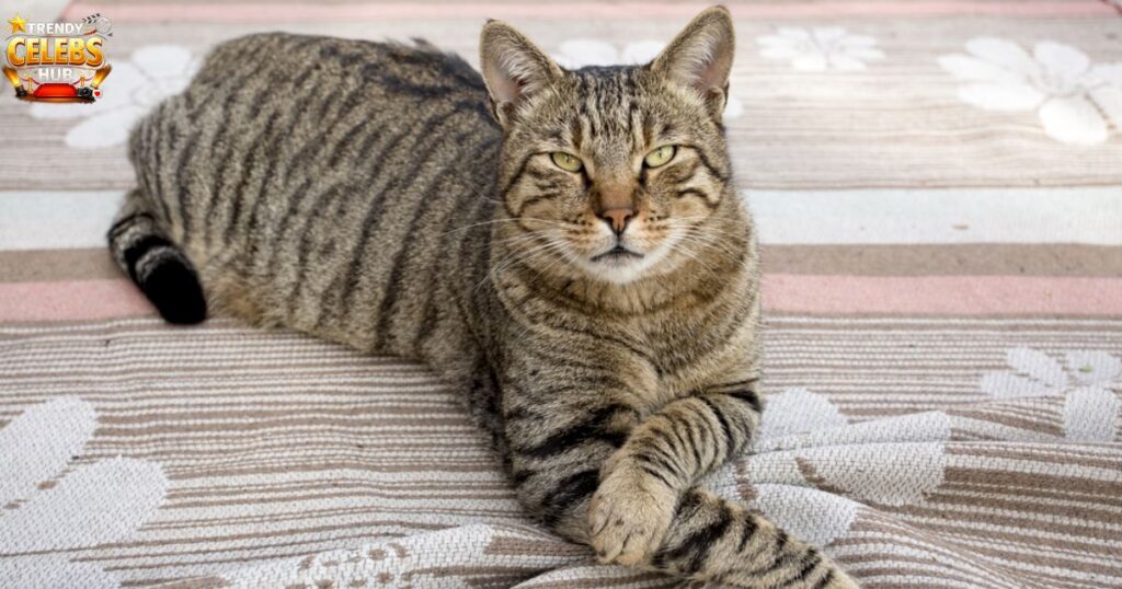 different-types-of-tiger-cats