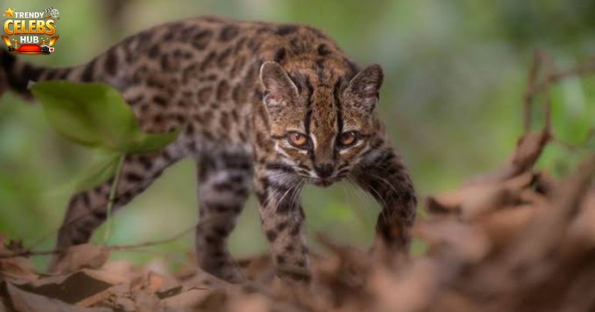 tiger-cat